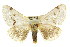  ( - 10ANIC-00052)  @15 [ ] CreativeCommons - Attribution (2010) CBG Photography Group Centre for Biodiversity Genomics