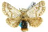  (Epicoma chrysosema - 10ANIC-00054)  @15 [ ] CreativeCommons - Attribution (2010) CBG Photography Group Centre for Biodiversity Genomics