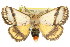  (Epicoma phoenura - 10ANIC-00059)  @15 [ ] CreativeCommons - Attribution (2010) CBG Photography Group Centre for Biodiversity Genomics
