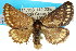  (Epicoma asbolina - 10ANIC-00061)  @15 [ ] CreativeCommons - Attribution (2010) CBG Photography Group Centre for Biodiversity Genomics