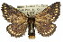  ( - 10ANIC-00062)  @11 [ ] CreativeCommons - Attribution (2010) CBG Photography Group Centre for Biodiversity Genomics