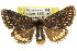 ( - 10ANIC-00063)  @11 [ ] CreativeCommons - Attribution (2010) CBG Photography Group Centre for Biodiversity Genomics