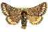  ( - 10ANIC-00064)  @15 [ ] CreativeCommons - Attribution (2010) CBG Photography Group Centre for Biodiversity Genomics