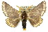  (Epicoma barnardi - 10ANIC-00066)  @15 [ ] CreativeCommons - Attribution (2010) CBG Photography Group Centre for Biodiversity Genomics