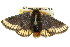  ( - 10ANIC-00067)  @14 [ ] CreativeCommons - Attribution (2010) CBG Photography Group Centre for Biodiversity Genomics