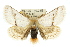  (Epicoma derbyana - 10ANIC-00072)  @15 [ ] CreativeCommons - Attribution (2010) CBG Photography Group Centre for Biodiversity Genomics