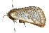  ( - 10ANIC-00075)  @12 [ ] CreativeCommons - Attribution (2010) CBG Photography Group Centre for Biodiversity Genomics