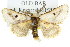  ( - 10ANIC-00078)  @13 [ ] CreativeCommons - Attribution (2010) CBG Photography Group Centre for Biodiversity Genomics
