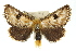  ( - 10ANIC-00082)  @11 [ ] CreativeCommons - Attribution (2010) CBG Photography Group Centre for Biodiversity Genomics