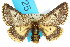  ( - 10ANIC-00083)  @14 [ ] CreativeCommons - Attribution (2010) CBG Photography Group Centre for Biodiversity Genomics
