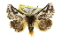  ( - 10ANIC-00087)  @14 [ ] CreativeCommons - Attribution (2010) CBG Photography Group Centre for Biodiversity Genomics