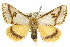  ( - 10ANIC-00088)  @14 [ ] CreativeCommons - Attribution (2010) CBG Photography Group Centre for Biodiversity Genomics