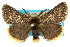  ( - 10ANIC-00093)  @15 [ ] CreativeCommons - Attribution (2010) CBG Photography Group Centre for Biodiversity Genomics