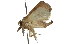  ( - 10ANIC-00194)  @12 [ ] CreativeCommons - Attribution (2010) CBG Photography Group Centre for Biodiversity Genomics