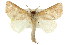  ( - 10ANIC-00196)  @13 [ ] CreativeCommons - Attribution (2010) CBG Photography Group Centre for Biodiversity Genomics