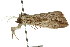  ( - 10ANIC-00204)  @11 [ ] CreativeCommons - Attribution (2010) CBG Photography Group Centre for Biodiversity Genomics