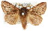  (Pernattia pusilla - 10ANIC-00302)  @15 [ ] CreativeCommons - Attribution (2010) CBG Photography Group Centre for Biodiversity Genomics