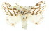  ( - 10ANIC-00308)  @15 [ ] CreativeCommons - Attribution (2010) CBG Photography Group Centre for Biodiversity Genomics
