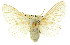  ( - 10ANIC-00309)  @15 [ ] CreativeCommons - Attribution (2010) CBG Photography Group Centre for Biodiversity Genomics