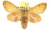  (Pararguda nana - 10ANIC-00331)  @14 [ ] CreativeCommons - Attribution (2010) CBG Photography Group Centre for Biodiversity Genomics