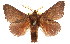  ( - 10ANIC-00348)  @11 [ ] CreativeCommons - Attribution (2010) CBG Photography Group Centre for Biodiversity Genomics