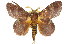  ( - 10ANIC-00364)  @14 [ ] CreativeCommons - Attribution (2010) CBG Photography Group Centre for Biodiversity Genomics