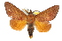  ( - 10ANIC-00373)  @13 [ ] CreativeCommons - Attribution (2010) CBG Photography Group Centre for Biodiversity Genomics