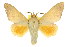  ( - 10ANIC-00377)  @13 [ ] CreativeCommons - Attribution (2010) CBG Photography Group Centre for Biodiversity Genomics