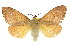  ( - 10ANIC-00378)  @12 [ ] CreativeCommons - Attribution (2010) CBG Photography Group Centre for Biodiversity Genomics