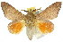  ( - 10ANIC-00385)  @15 [ ] CreativeCommons - Attribution (2010) CBG Photography Group Centre for Biodiversity Genomics