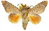  ( - 10ANIC-00386)  @15 [ ] CreativeCommons - Attribution (2010) CBG Photography Group Centre for Biodiversity Genomics