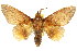  ( - 10ANIC-00388)  @11 [ ] CreativeCommons - Attribution (2010) CBG Photography Group Centre for Biodiversity Genomics