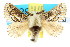  ( - 10ANIC-00396)  @14 [ ] CreativeCommons - Attribution (2010) CBG Photography Group Centre for Biodiversity Genomics