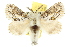  ( - 10ANIC-00398)  @15 [ ] CreativeCommons - Attribution (2010) CBG Photography Group Centre for Biodiversity Genomics