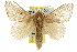  (Symphyta nyctopis - 10ANIC-00437)  @14 [ ] CreativeCommons - Attribution (2010) CBG Photography Group Centre for Biodiversity Genomics