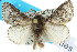  ( - 10ANIC-00453)  @15 [ ] CreativeCommons - Attribution (2010) CBG Photography Group Centre for Biodiversity Genomics