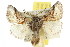  ( - 10ANIC-00455)  @14 [ ] CreativeCommons - Attribution (2010) CBG Photography Group Centre for Biodiversity Genomics