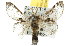  ( - 10ANIC-00485)  @14 [ ] CreativeCommons - Attribution (2010) CBG Photography Group Centre for Biodiversity Genomics