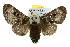  ( - 10ANIC-00489)  @14 [ ] CreativeCommons - Attribution (2010) CBG Photography Group Centre for Biodiversity Genomics