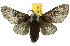  ( - 10ANIC-00491)  @14 [ ] CreativeCommons - Attribution (2010) CBG Photography Group Centre for Biodiversity Genomics