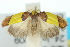  ( - 10ANIC-00571)  @14 [ ] CreativeCommons - Attribution (2010) CBG Photography Group Centre for Biodiversity Genomics