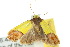  ( - 10ANIC-00579)  @12 [ ] CreativeCommons - Attribution (2010) CBG Photography Group Centre for Biodiversity Genomics