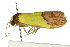  ( - 10ANIC-00582)  @12 [ ] CreativeCommons - Attribution (2010) CBG Photography Group Centre for Biodiversity Genomics