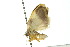  ( - 10ANIC-00591)  @12 [ ] CreativeCommons - Attribution (2010) CBG Photography Group Centre for Biodiversity Genomics