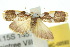  ( - 10ANIC-00592)  @13 [ ] CreativeCommons - Attribution (2010) CBG Photography Group Centre for Biodiversity Genomics