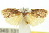  ( - 10ANIC-00595)  @14 [ ] CreativeCommons - Attribution (2010) CBG Photography Group Centre for Biodiversity Genomics
