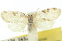  (Schistophleps - 10ANIC-00604)  @15 [ ] CreativeCommons - Attribution (2010) CBG Photography Group Centre for Biodiversity Genomics
