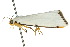  ( - 10ANIC-00619)  @13 [ ] CreativeCommons - Attribution (2010) CBG Photography Group Centre for Biodiversity Genomics