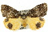  ( - 10ANIC-00623)  @14 [ ] CreativeCommons - Attribution (2010) CBG Photography Group Centre for Biodiversity Genomics