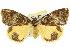  ( - 10ANIC-00624)  @11 [ ] CreativeCommons - Attribution (2010) CBG Photography Group Centre for Biodiversity Genomics